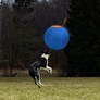 Dog Herding Ball 18 Inch