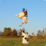 Indestructible Dog Ball 10-Inch
