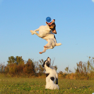 Indestructible Dog Ball 10-Inch