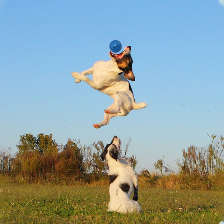 Indestructible Dog Ball 10-Inch